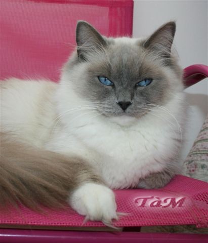 Diva Doline ragdoll bleue gantée